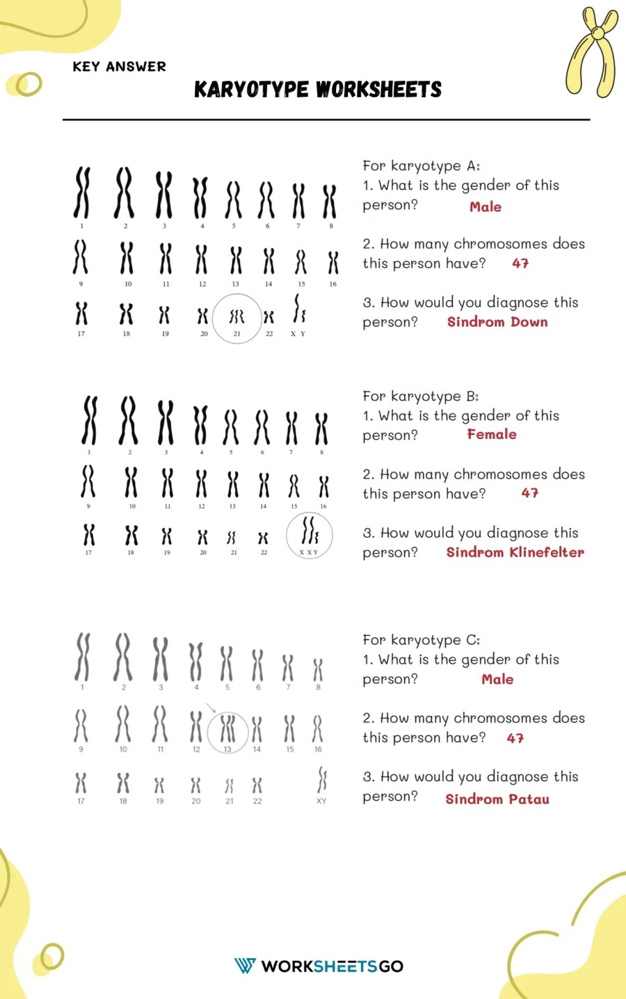 Decoding Our Blueprint Karyotype Worksheets WorksheetsGO