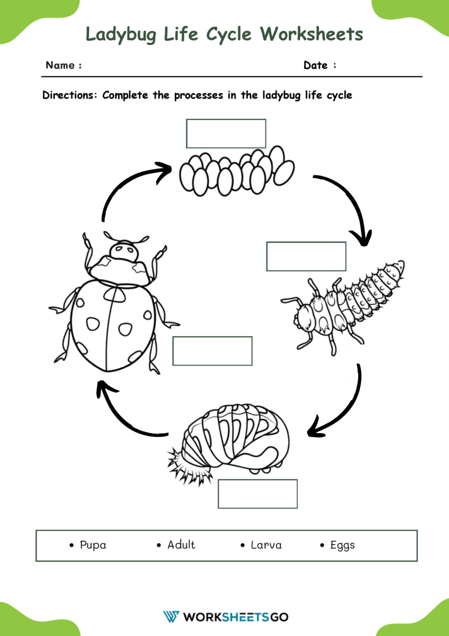 Kid Color Pages Ladybug Life Cycle Ladybug Life Cycle