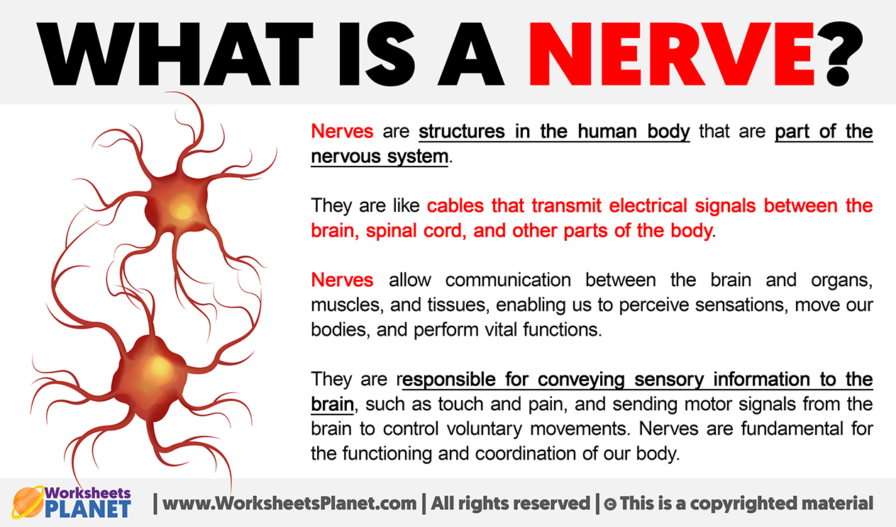 What is a Nerve Definition of Nerve