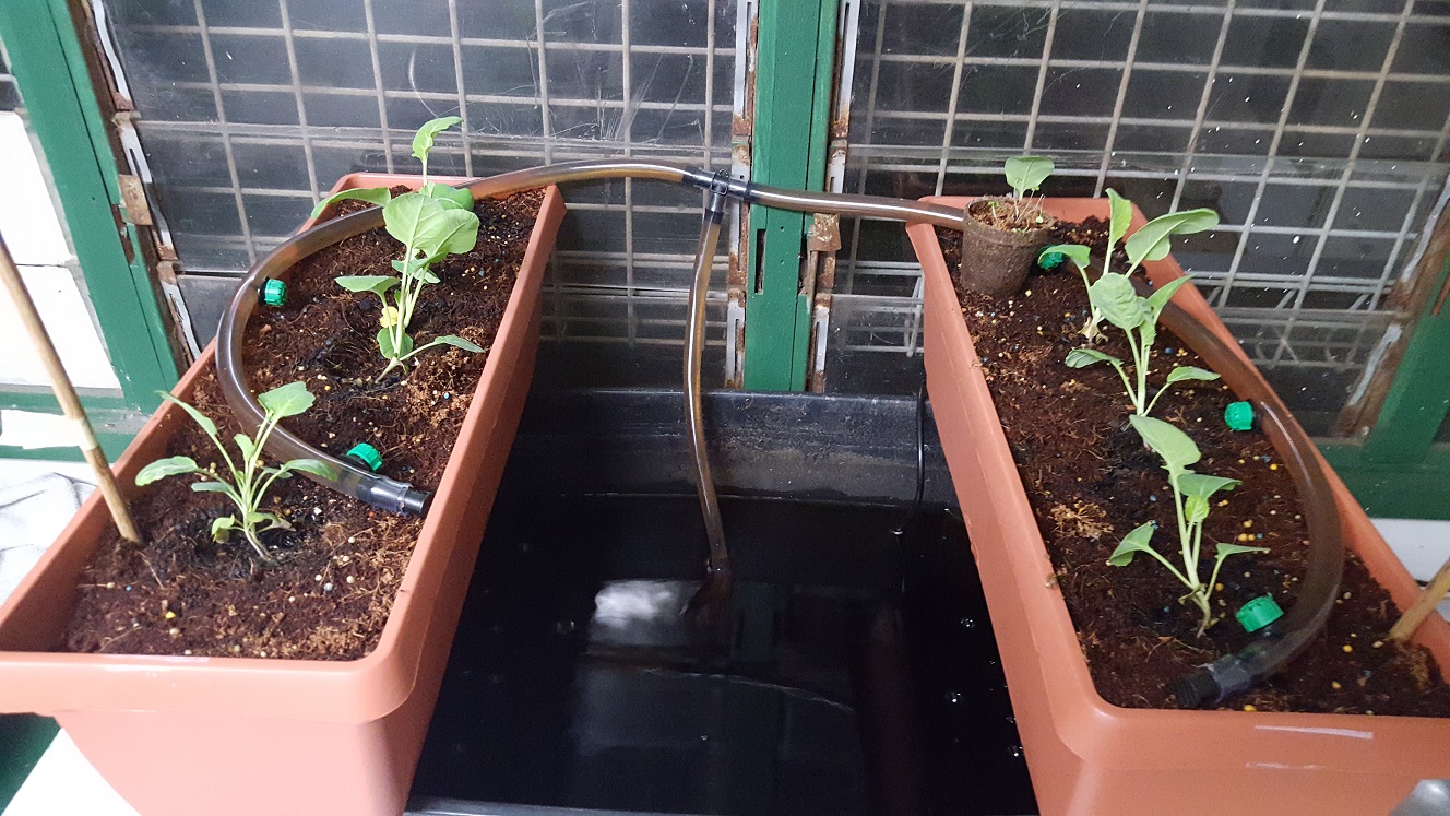 Experimenting with Aquaponics Bunnings community