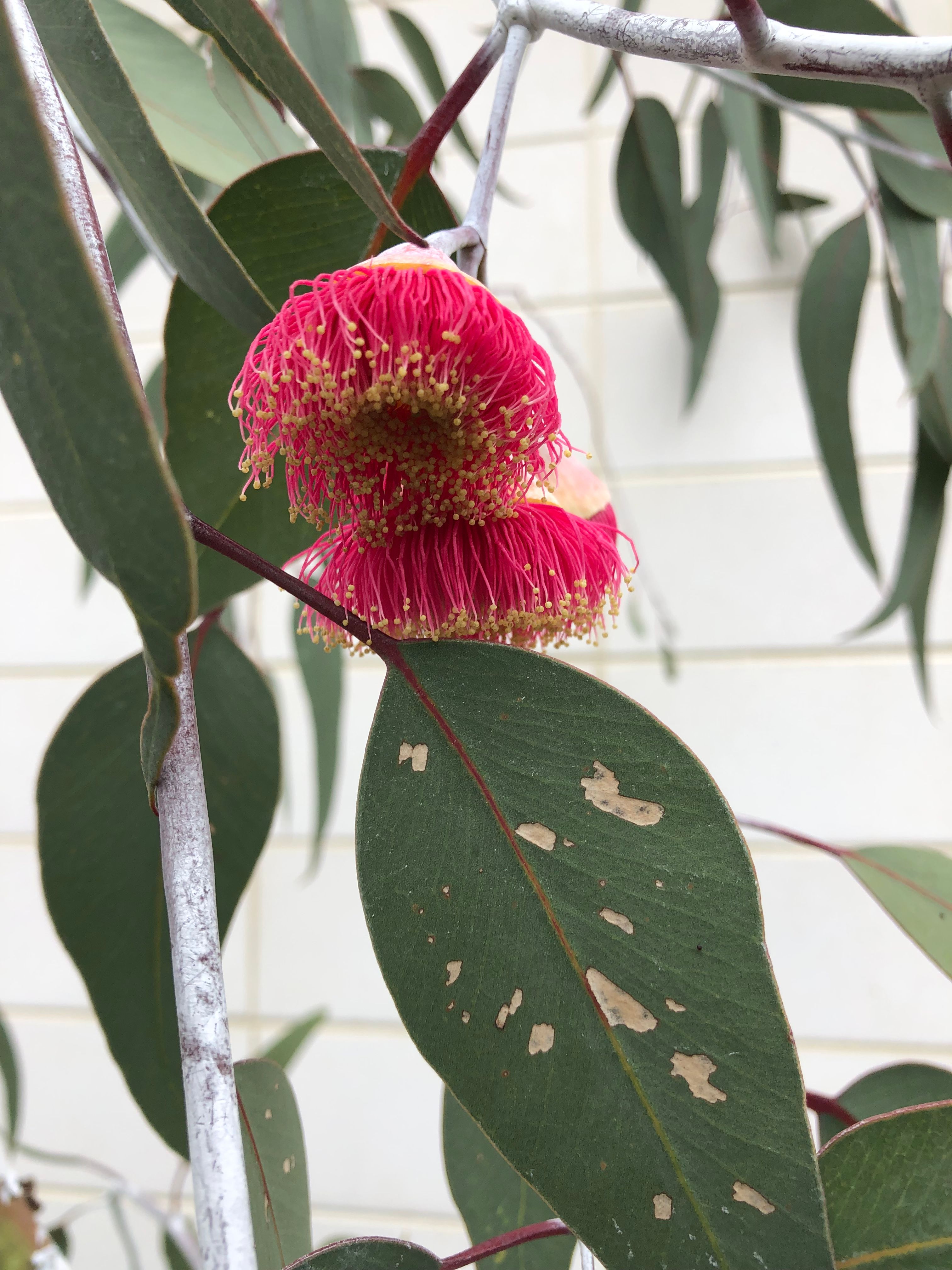 Re What's flowering in your garden this... Bunnings community