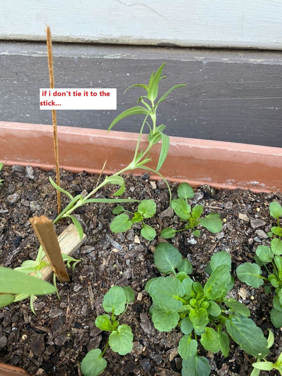 Problem with plant with very weak stems Bunnings community