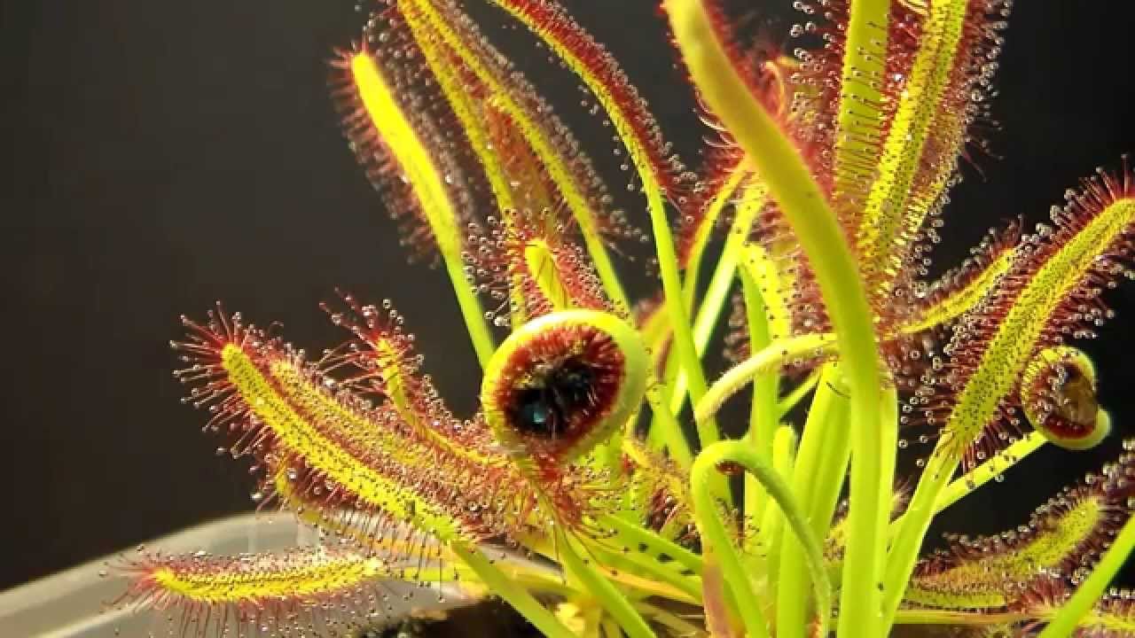 How to grow venus fly traps and other ca... Bunnings community