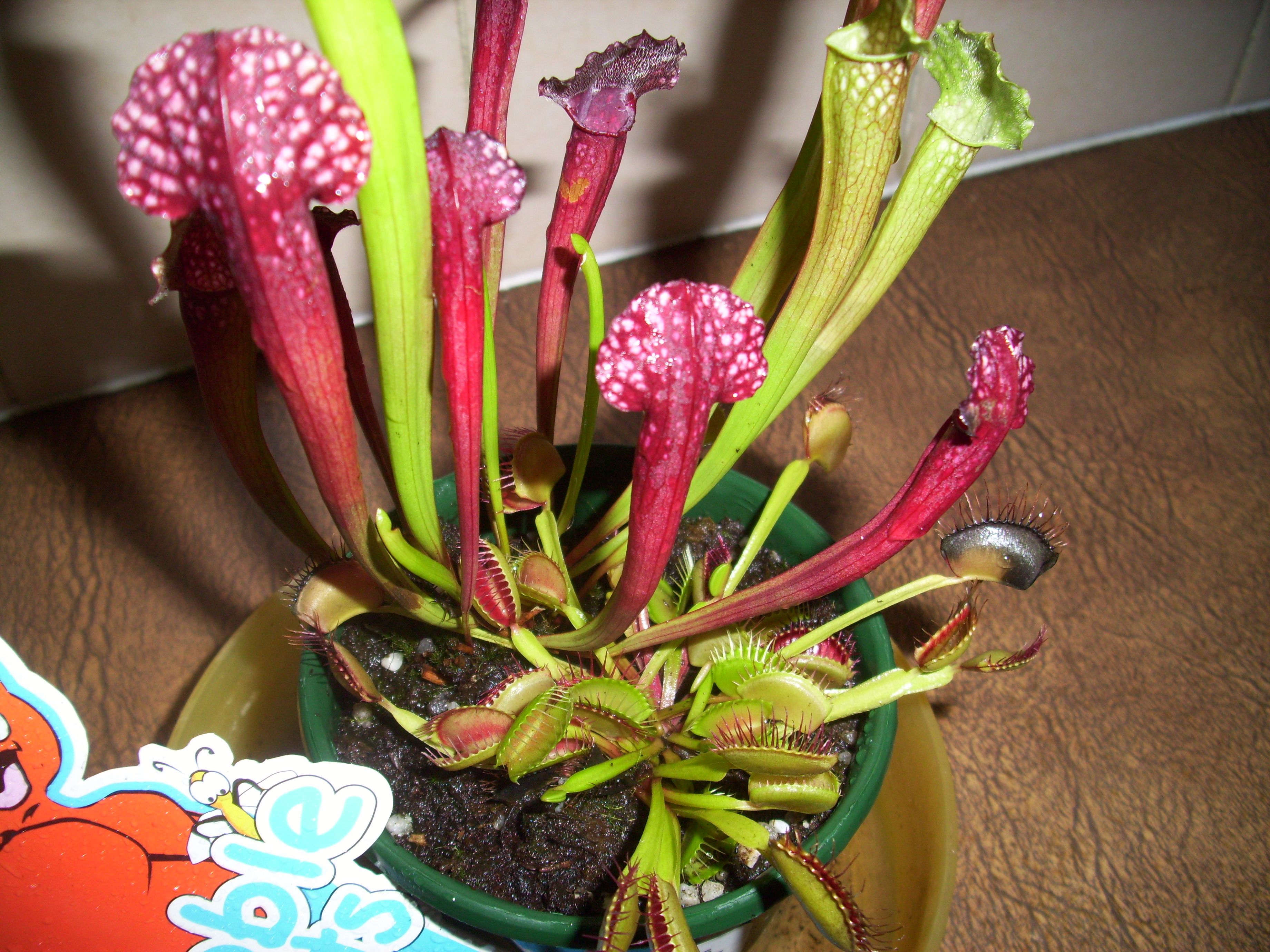 How to grow venus fly traps and other ca... Bunnings community
