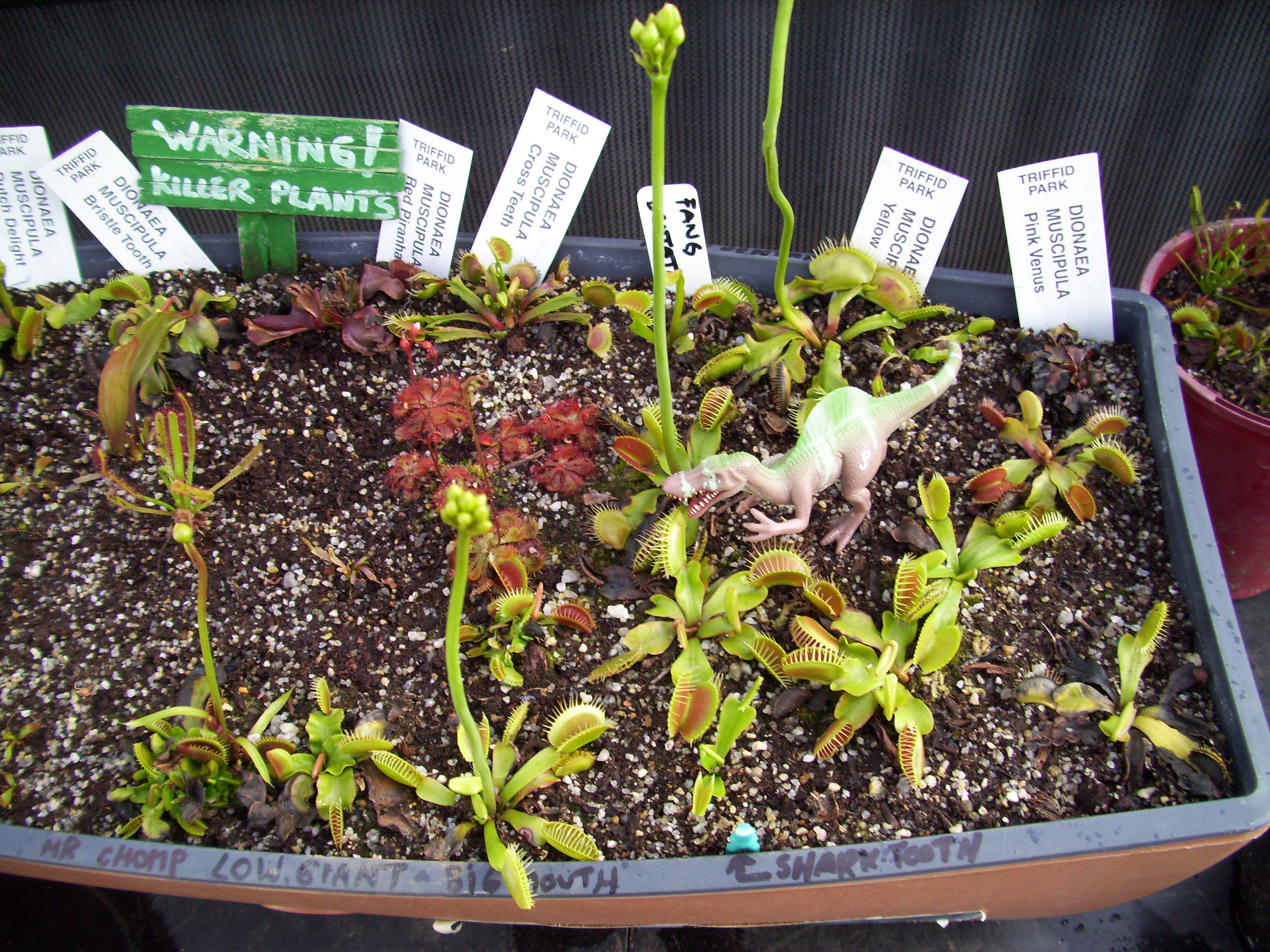 How to grow venus fly traps and other ca... Bunnings community