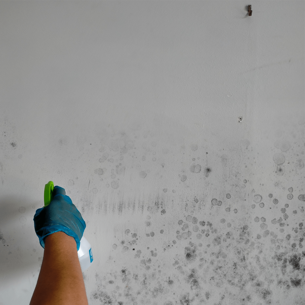 How to remove mould stains from walls Bunnings community