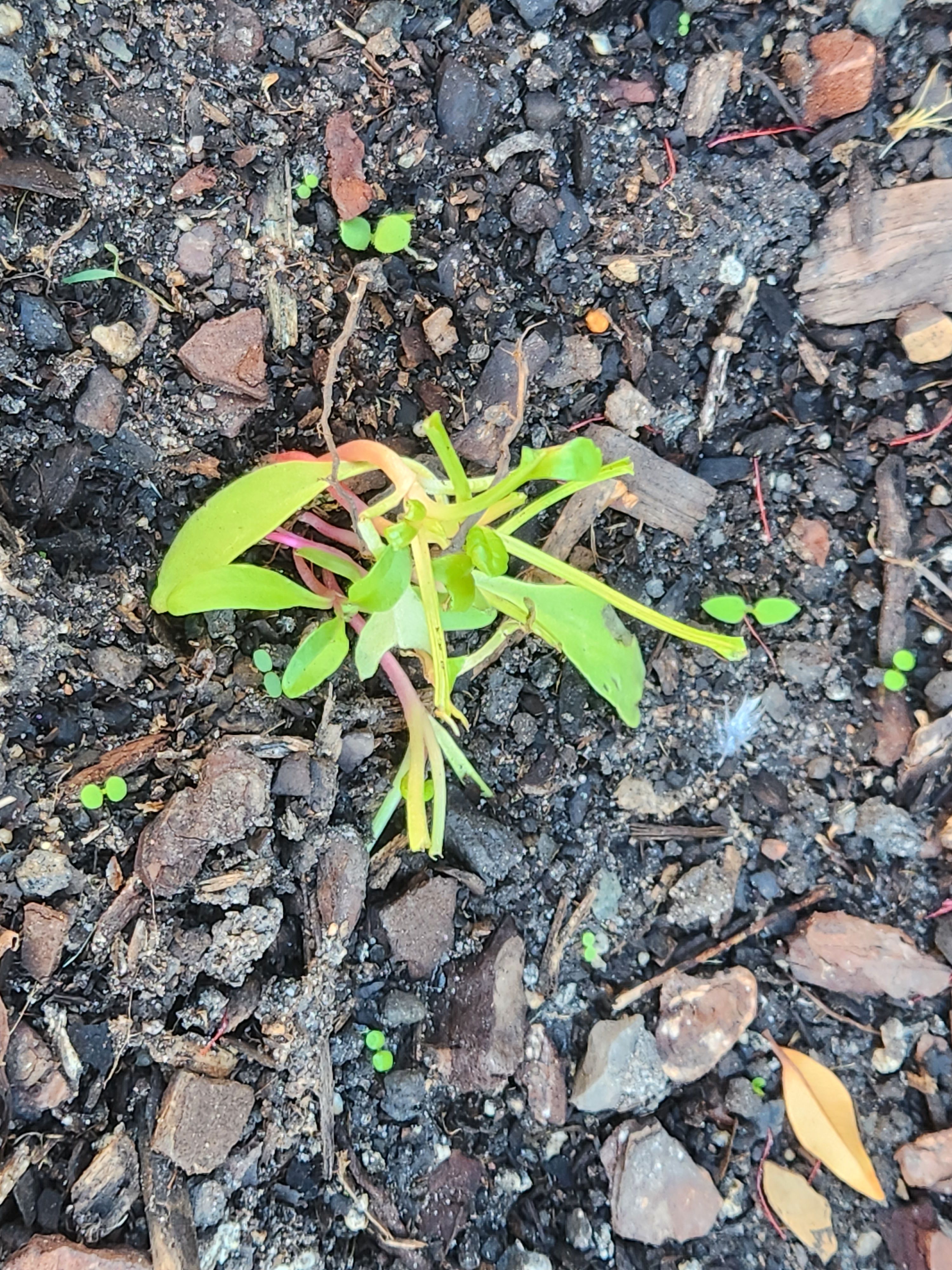 What is eating my vege seedlings? Bunnings community