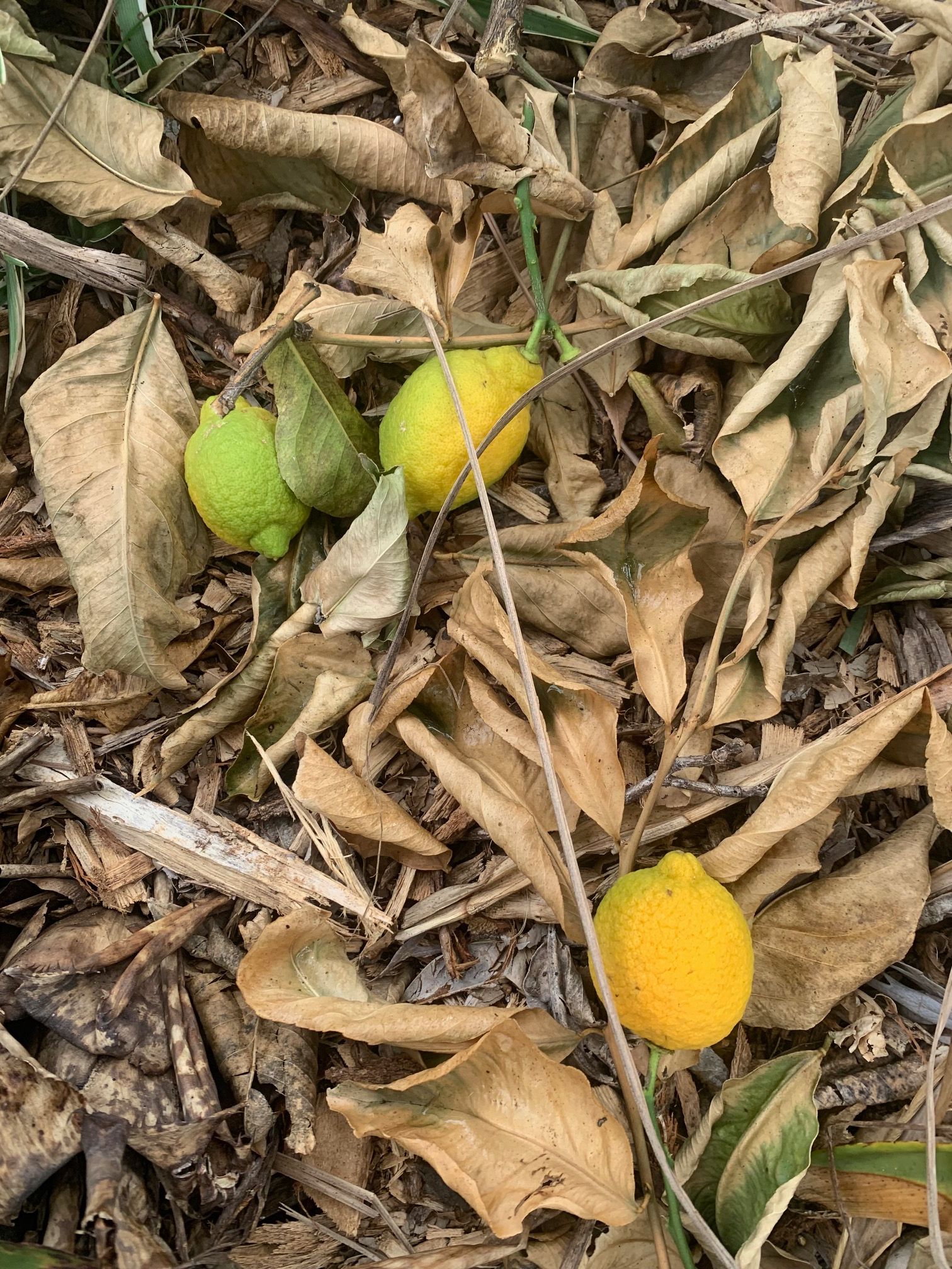 Lemons not ripening and fall off tree Bunnings community