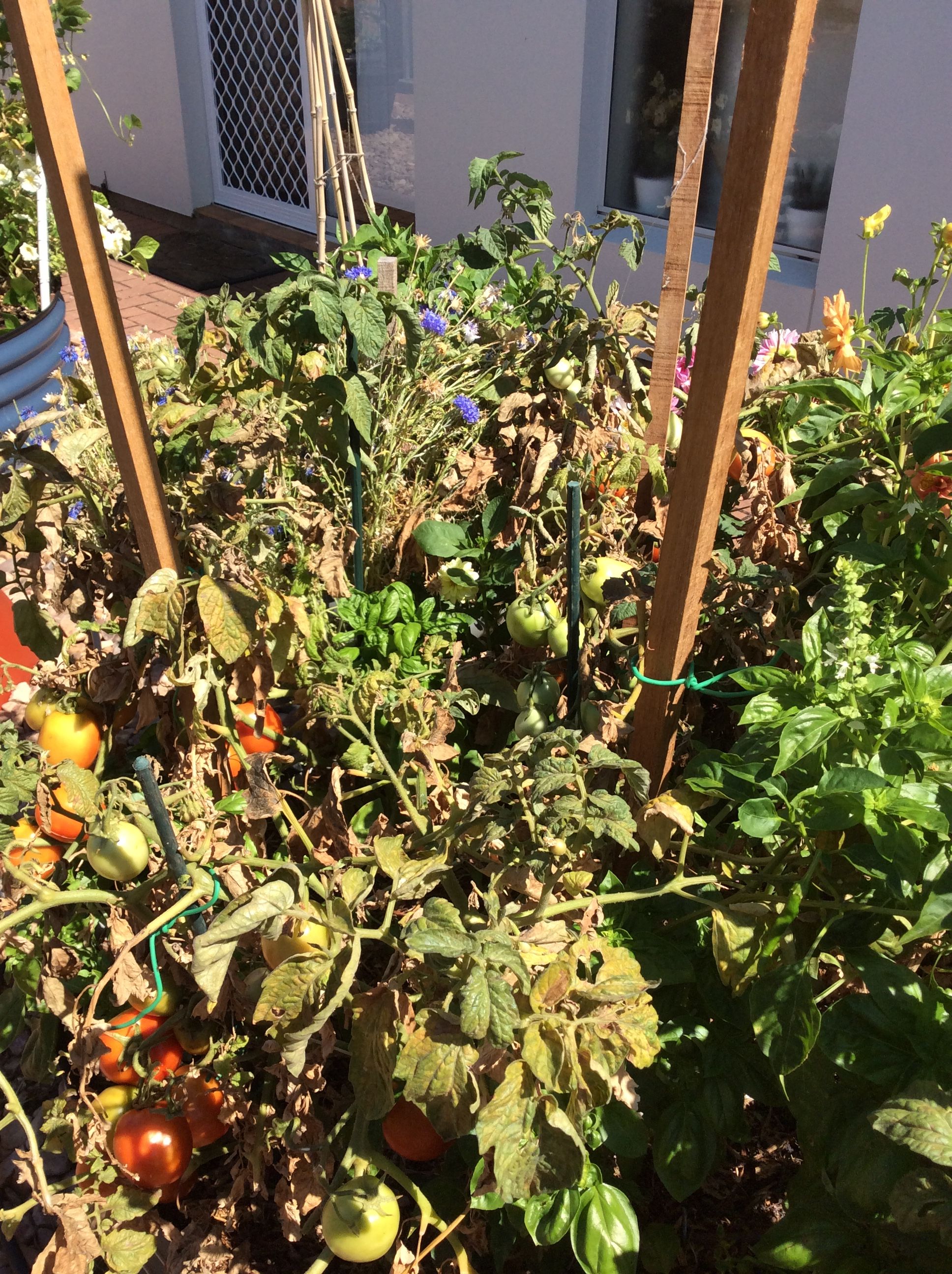 Value of shade growing veges in summer Bunnings community