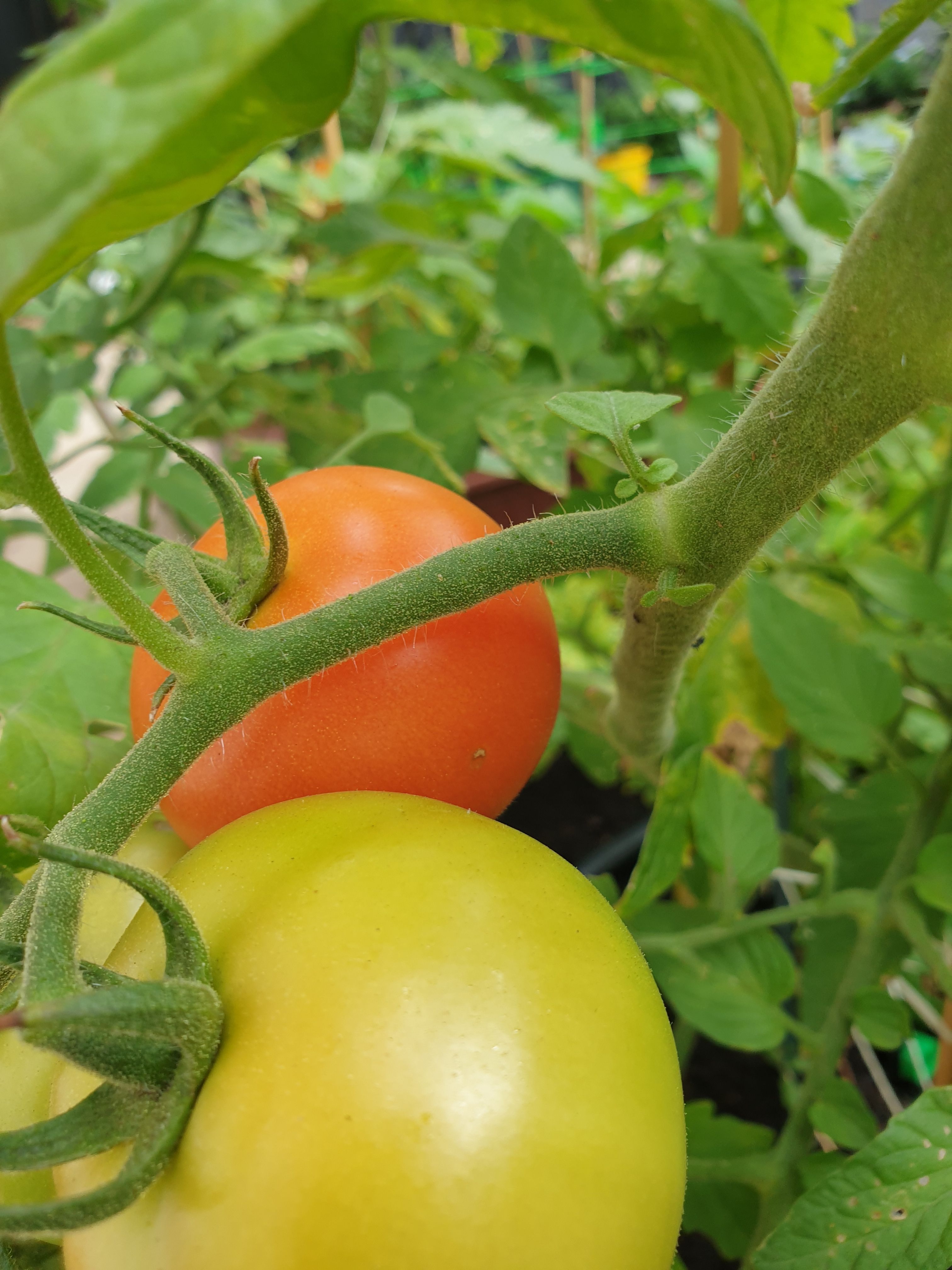 Solved How long do tomatoes take to ripen? Bunnings community