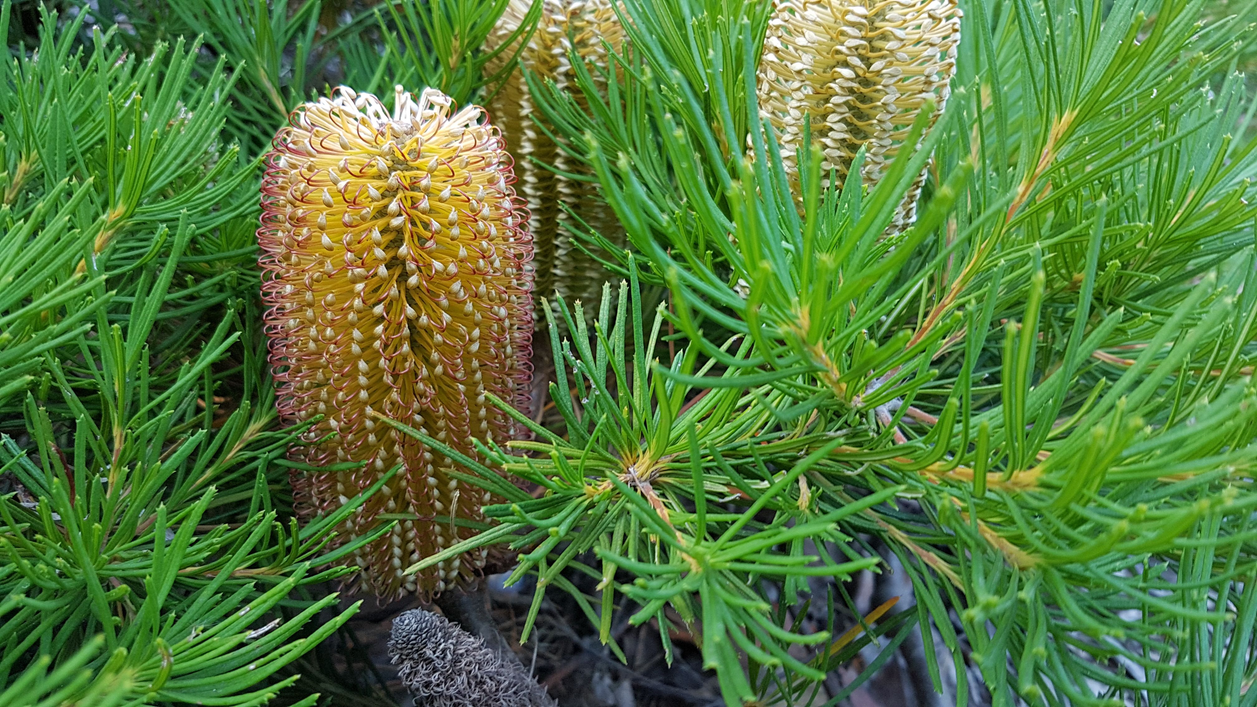 What's flowering in your garden this mon... Bunnings community