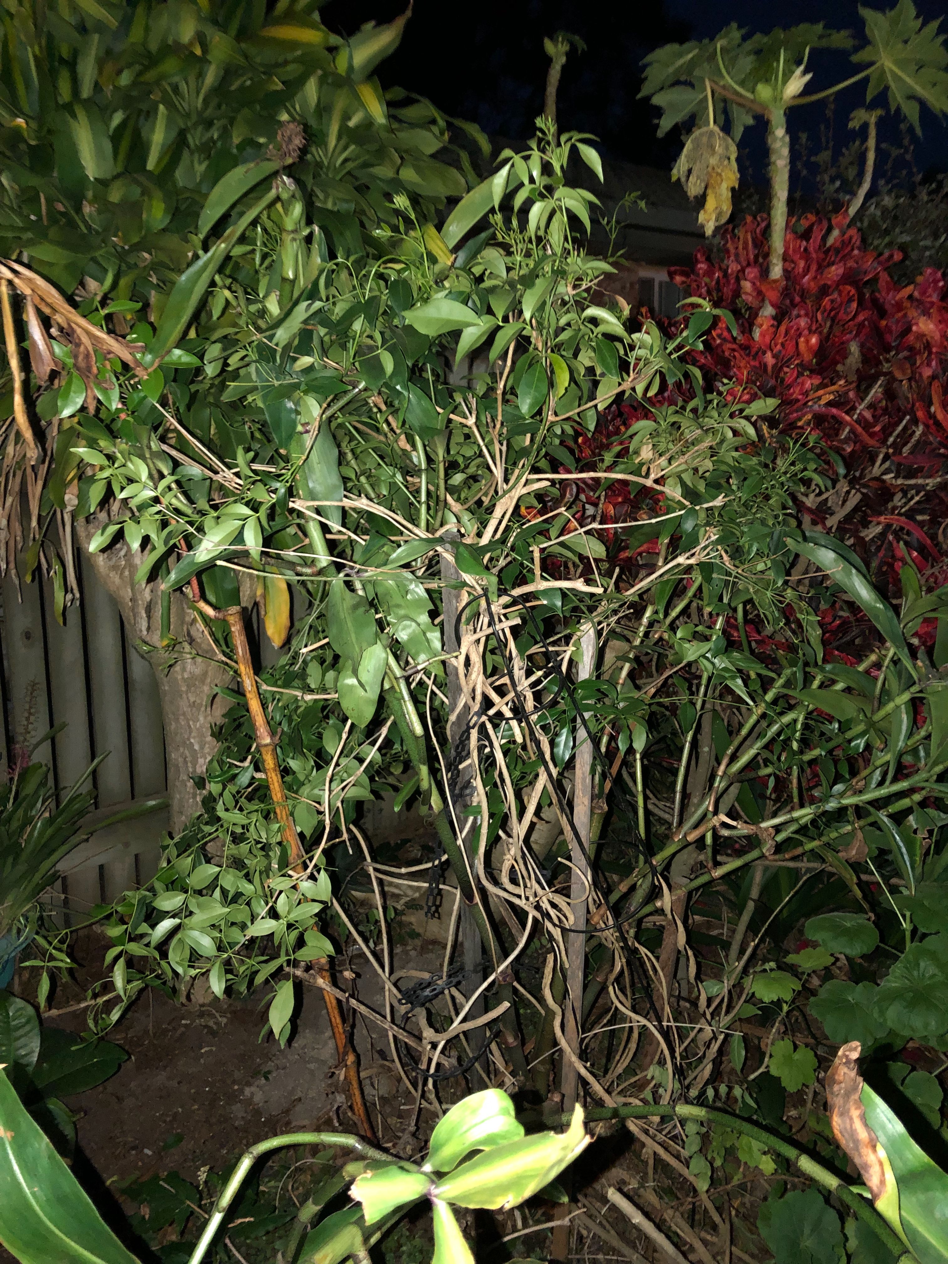 Solved Gardening tips, water dripper system hel... Bunnings
