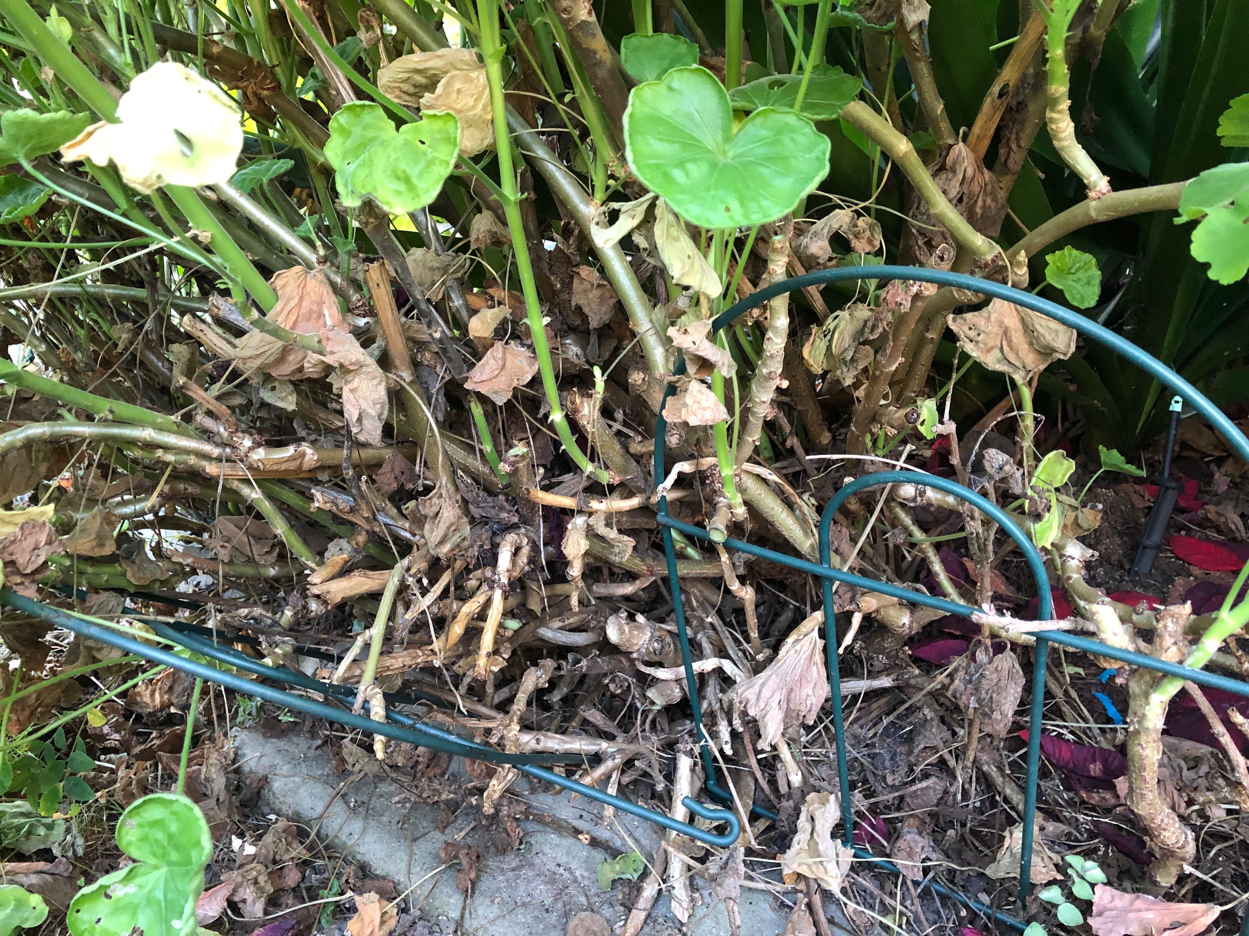 Solved Gardening tips, water dripper system hel... Bunnings