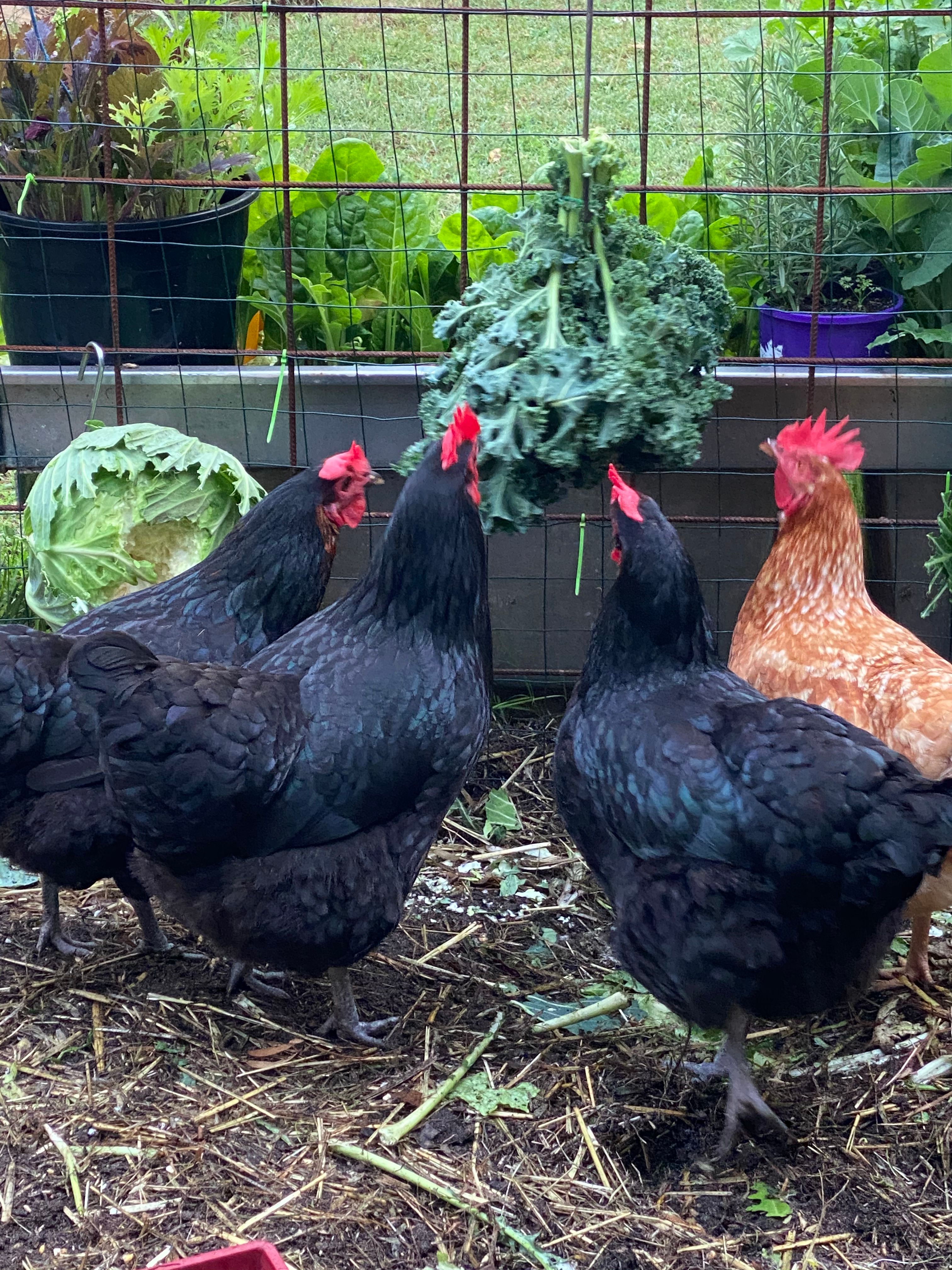 Coop life backyard chickens Bunnings Community