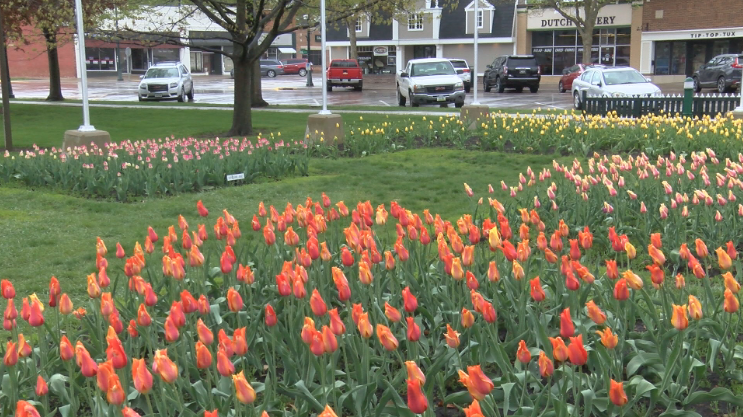 tulip festival 2023 australia Orange City, IA prepares for Tulip Festival Work Sydney