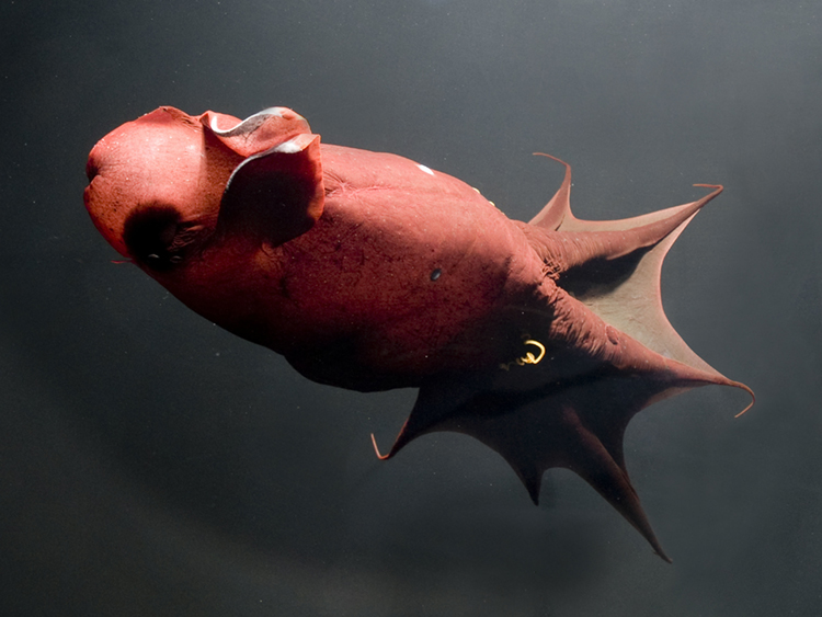 Vampire Squid Glowing In The Dark