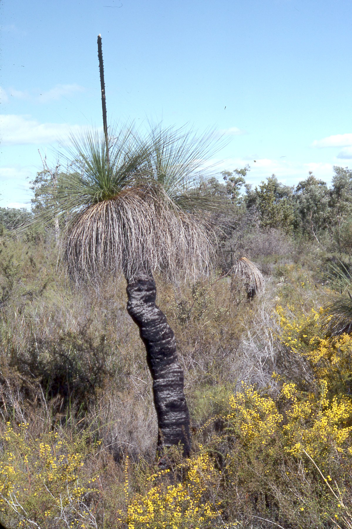 Do you know of trees or plants that start with the letter X? Yahoo responds