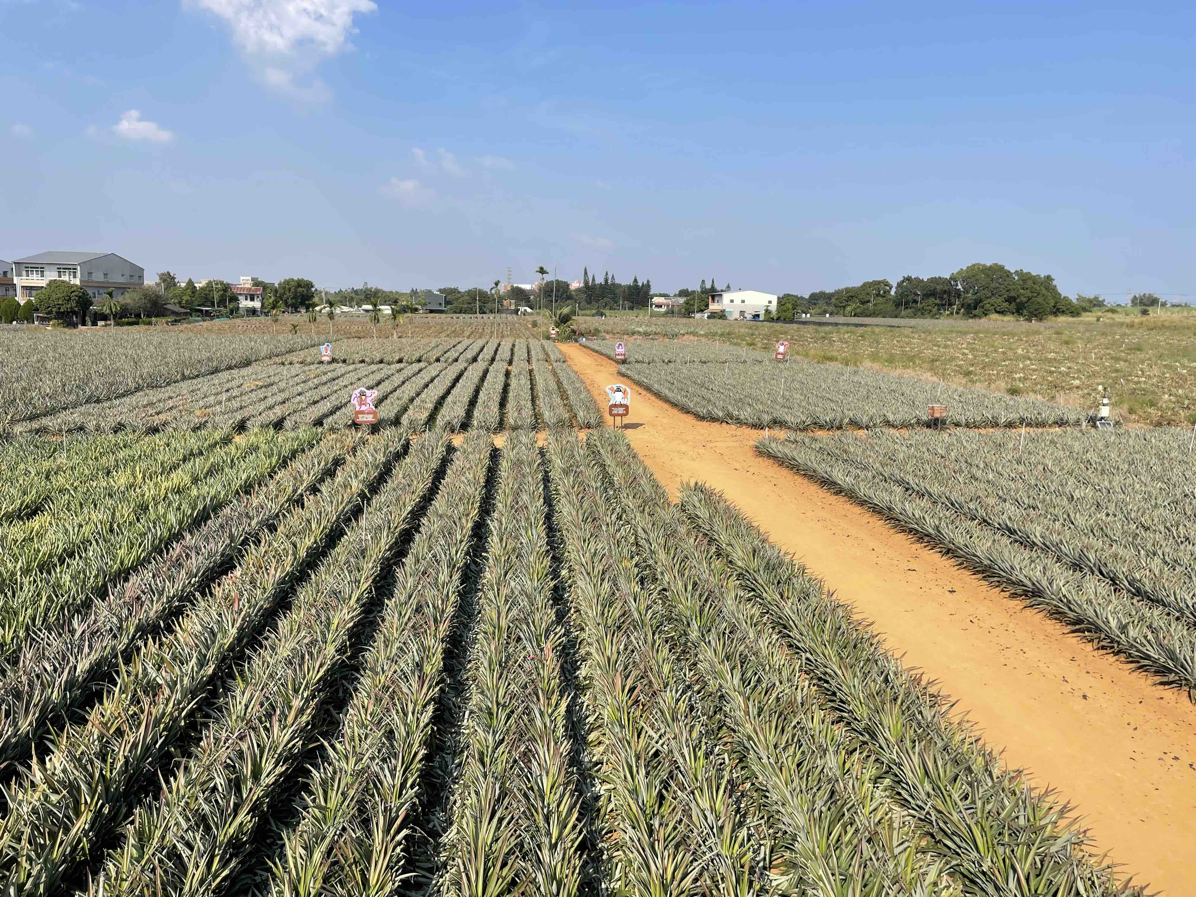 4 days in Taiwan, including 2 days in Alishan The World in Long Weekends