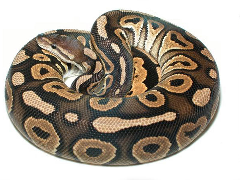 Morph List World of Ball Pythons