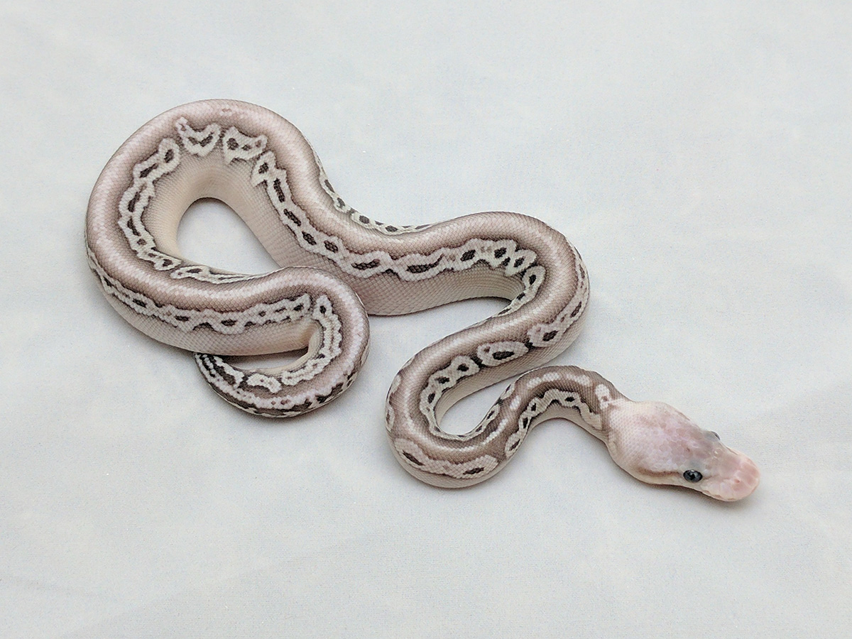 Lesser Red Axanthic Super Pastel Morph List World of