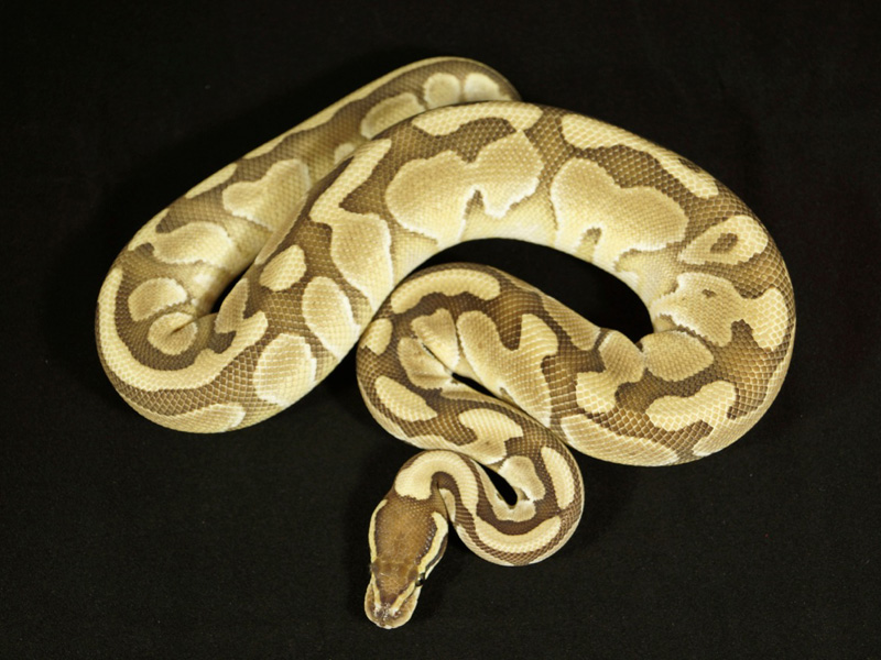 Morph List World of Ball Pythons