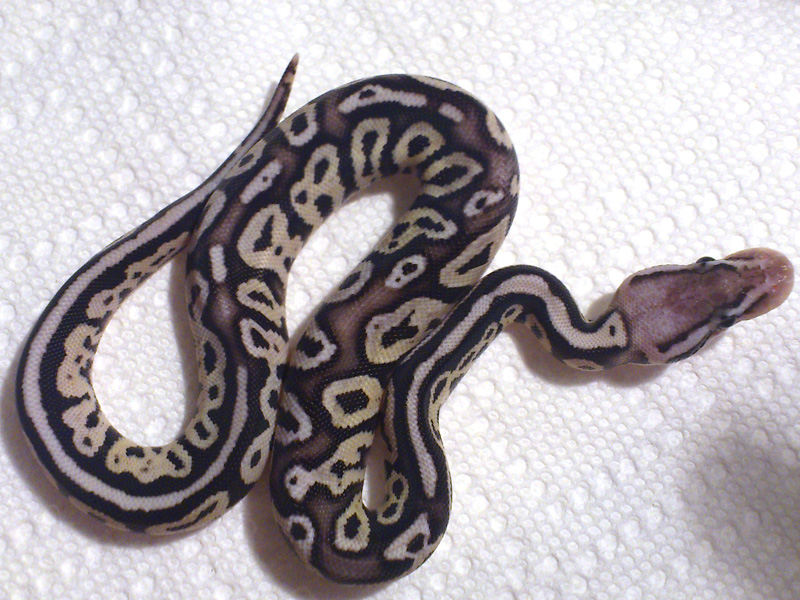 Lightning Bug Morph List World of Ball Pythons