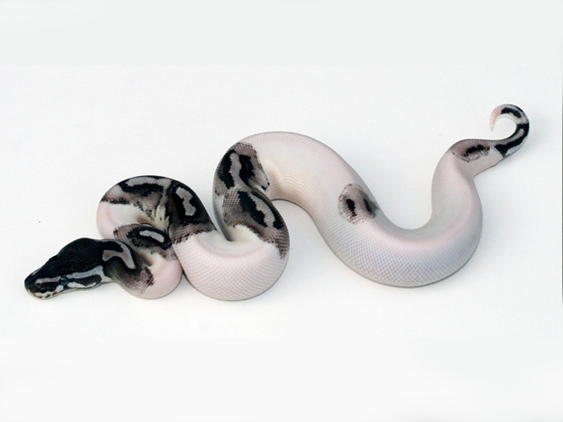 Morph List World of Ball Pythons