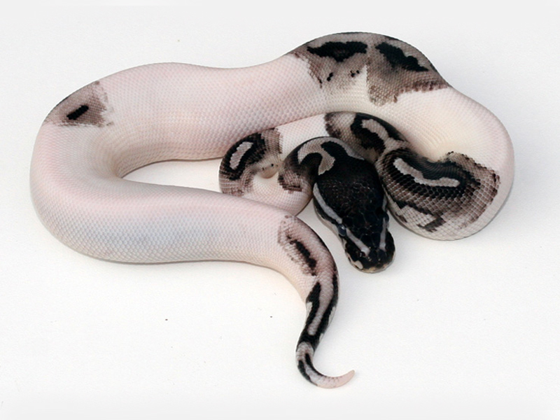 Lightning Pied Morph List World of Ball Pythons