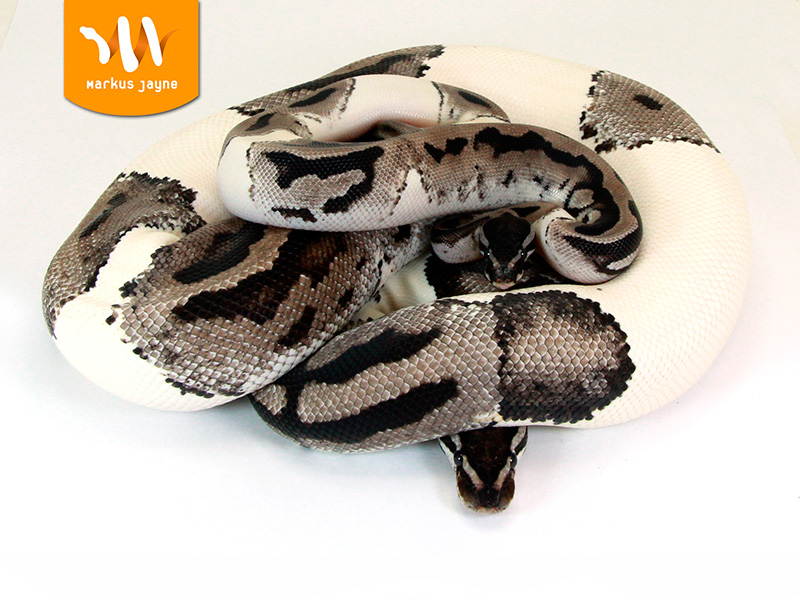 Lightning Pied Morph List World of Ball Pythons