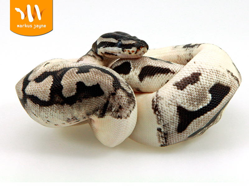Lightning Pied Morph List World of Ball Pythons