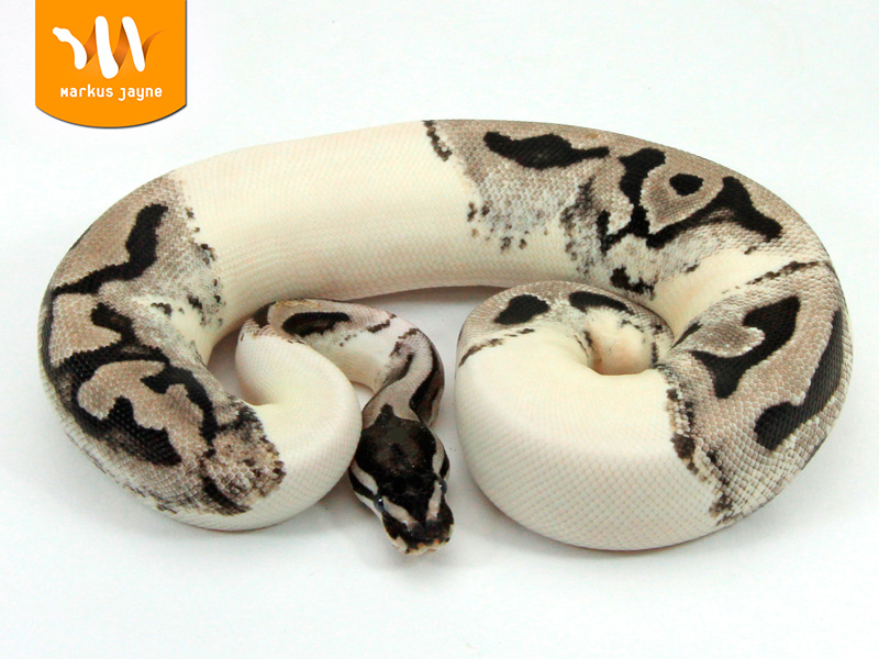 Lightning Pied Morph List World of Ball Pythons