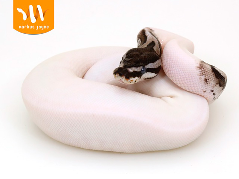 Lightning Pied Morph List World of Ball Pythons