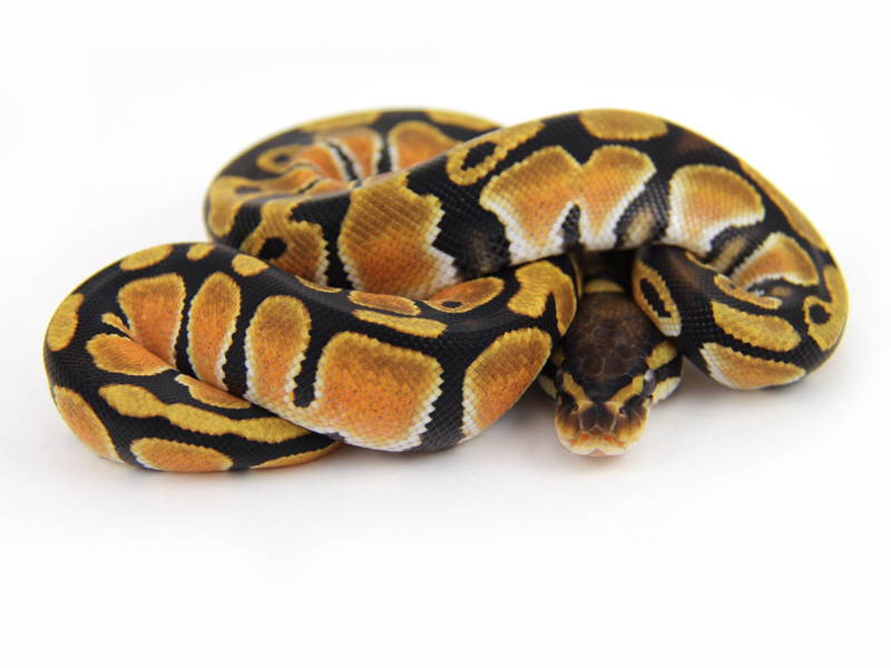 Morph List World of Ball Pythons