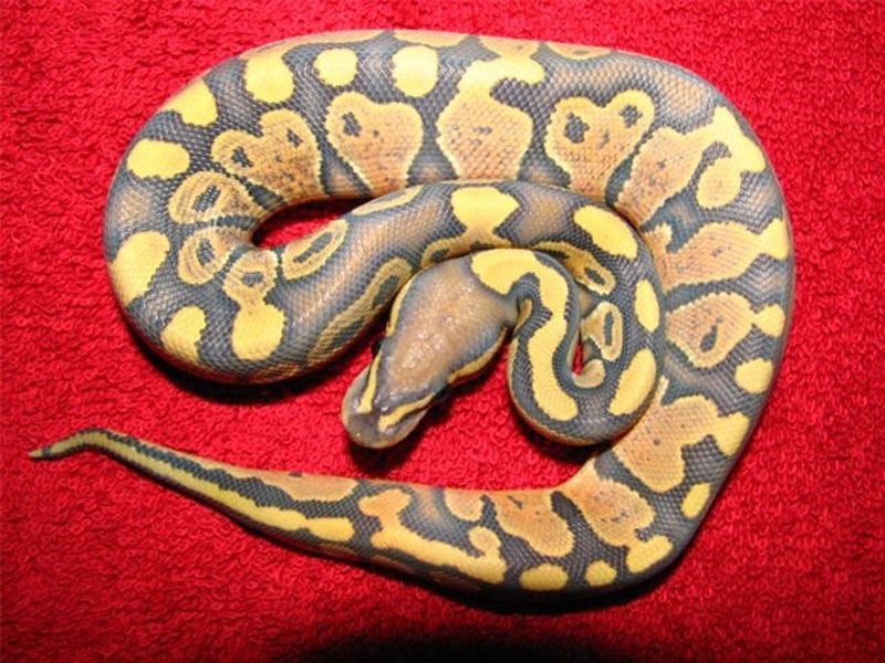 Morph List World of Ball Pythons