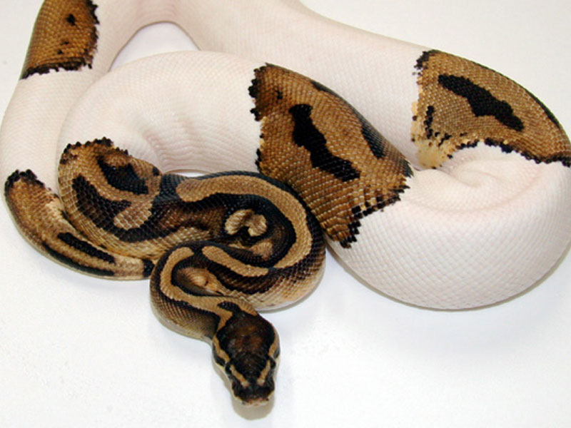 Ugly Snake Page 6 Reptile Forums