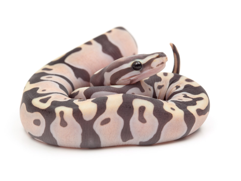 Scaleless Morph List World of Ball Pythons