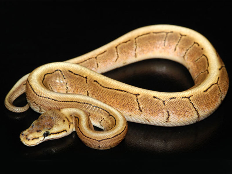 world of ball pythons calculator