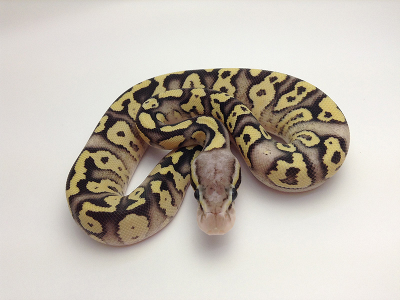 Superfly Phantom Morph List World of Ball Pythons