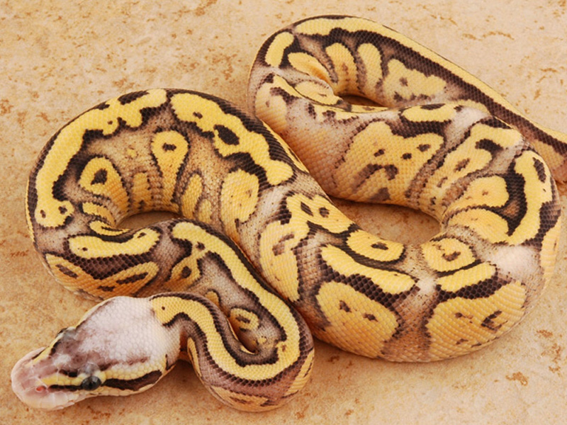 Superfly Morph List World of Ball Pythons