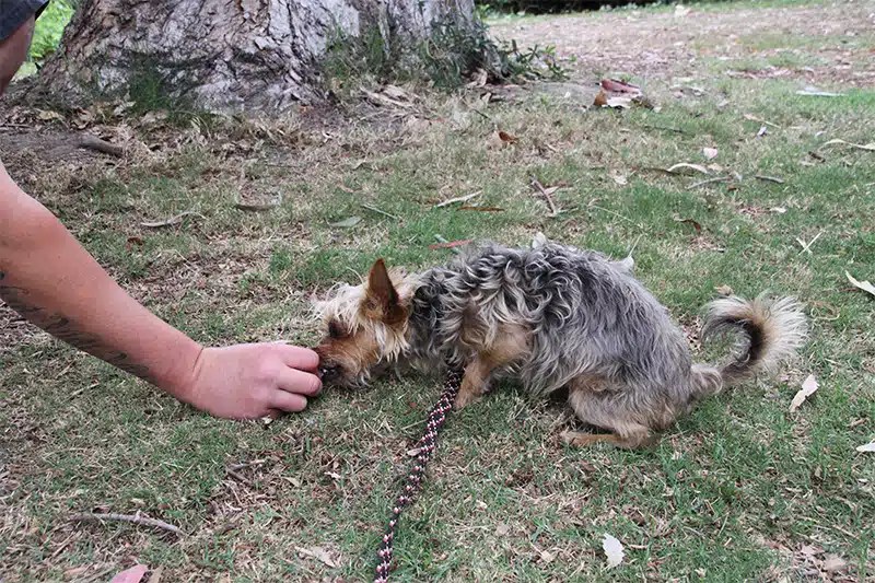 Lure Training for Dogs by Ryan Matthews Dog Trainer