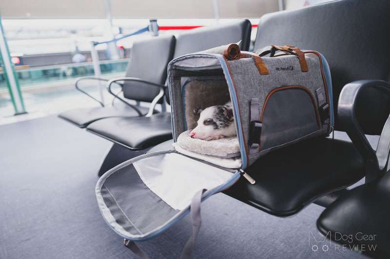 What To Know About Flying Pets In Cabin vs. Cargo World Pet Travel