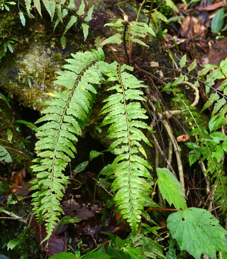 World Plants Complete Plant List