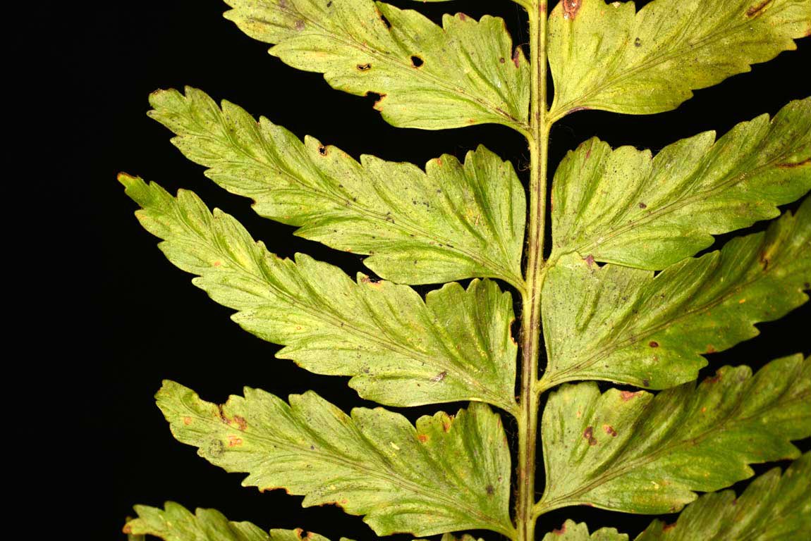 World Plants Complete Plant List