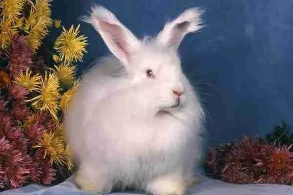 Lapin angora La meilleure laine du monde