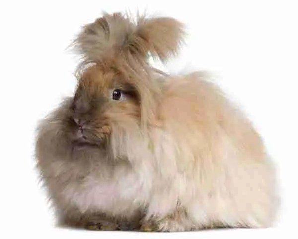Lapin angora La meilleure laine du monde