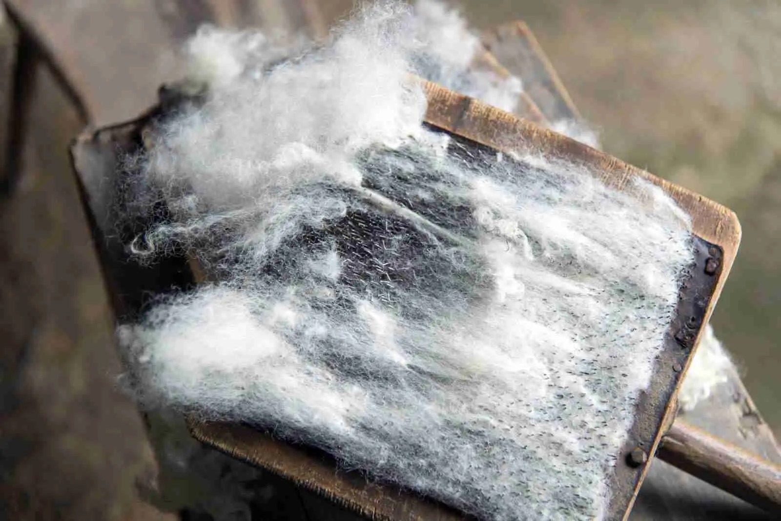 The intricacies of combing and carding of wool World's Finest Wool