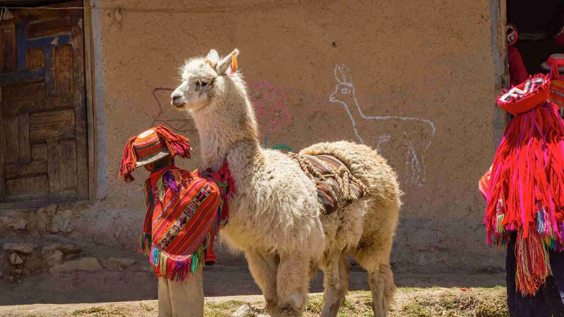 Best Places to Buy Alpaca Products in Peru A Comprehensive Guide