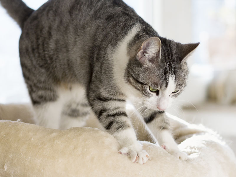 Why Does My Kitten Knead And Lick My Blanket at Lee Cole blog