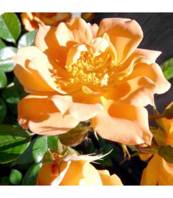 ROSES, CLIMBERS & RAMBLERS