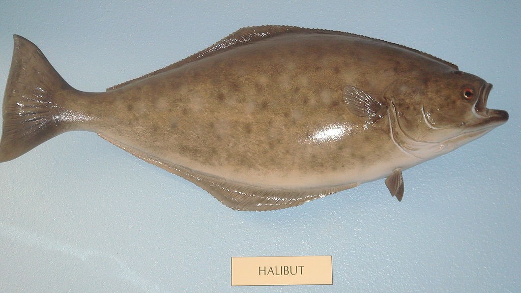 35 Interesting Facts about Halibut Fish World's Facts